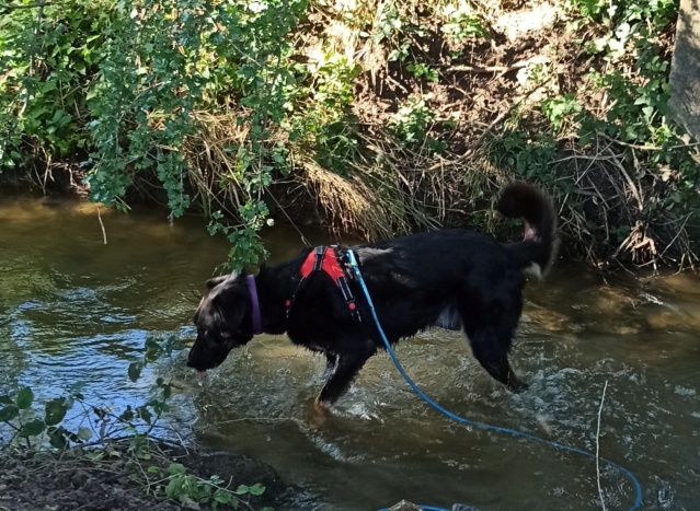 Marley  (mâle croise beauceron) Img_2134