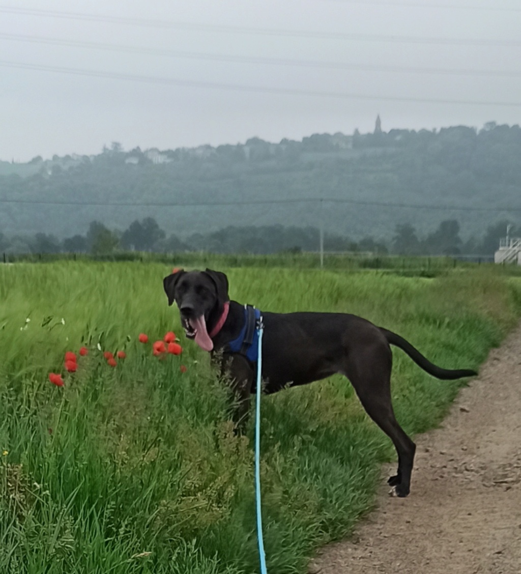 Olympe ( femelle croisée labrador) Img_2324