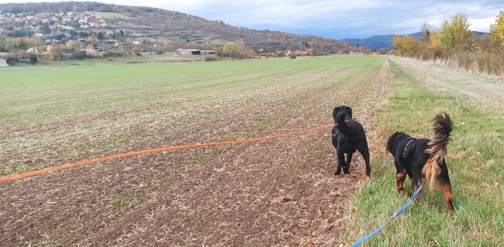 Max (mâle croisé bouvier) Img_2335