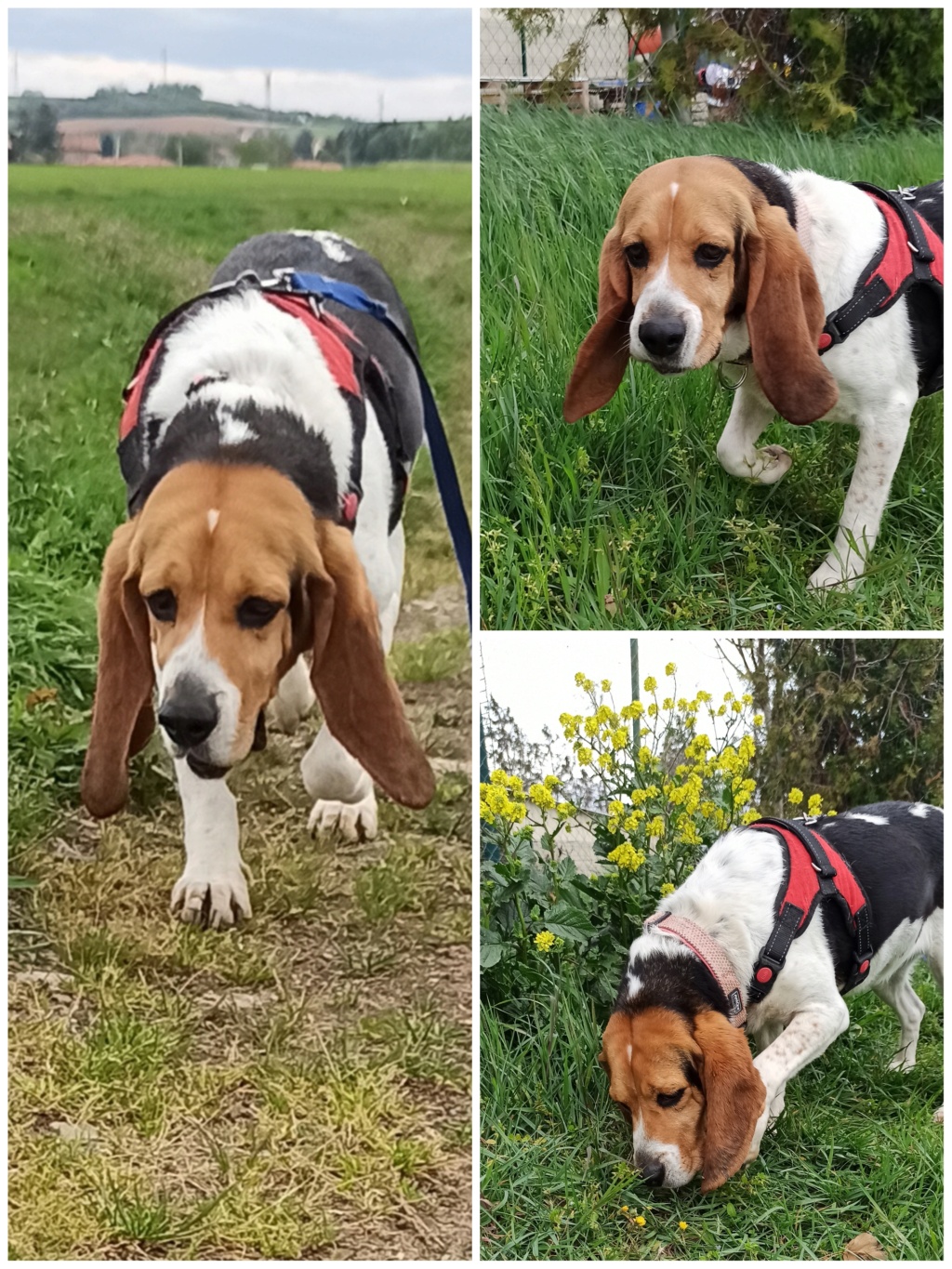 Reine (femelle croisée beagle)  - Page 2 Img_2359