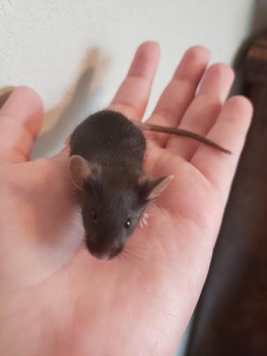 names for some of my mice? 2020-112
