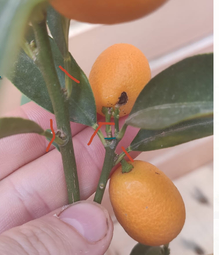 Problemas transplante Kumquat Whatsa12