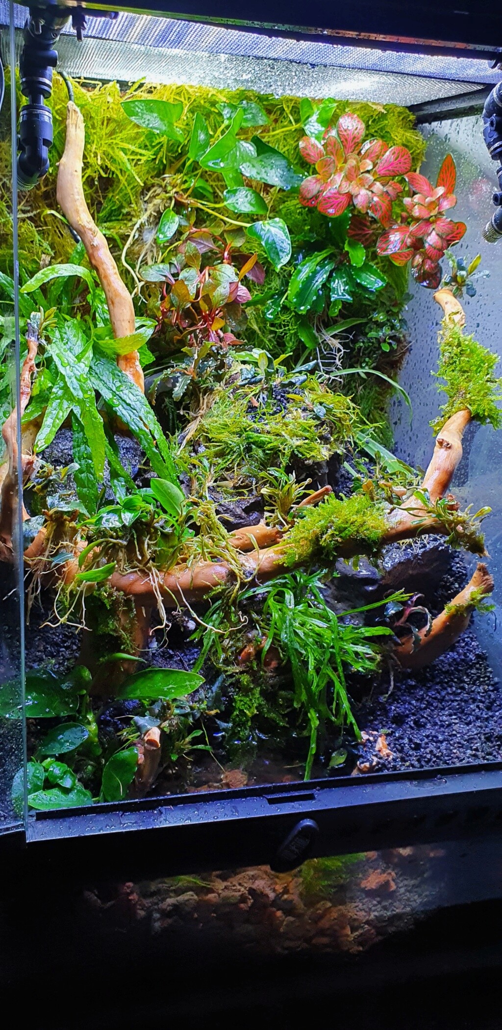 Mon paludarium 20210512