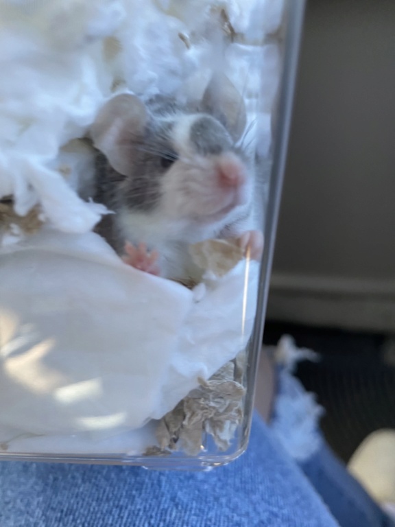 New mice + varietys 8631ba10