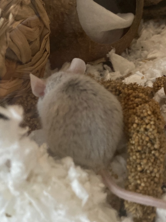 New mice + varietys F25e9510