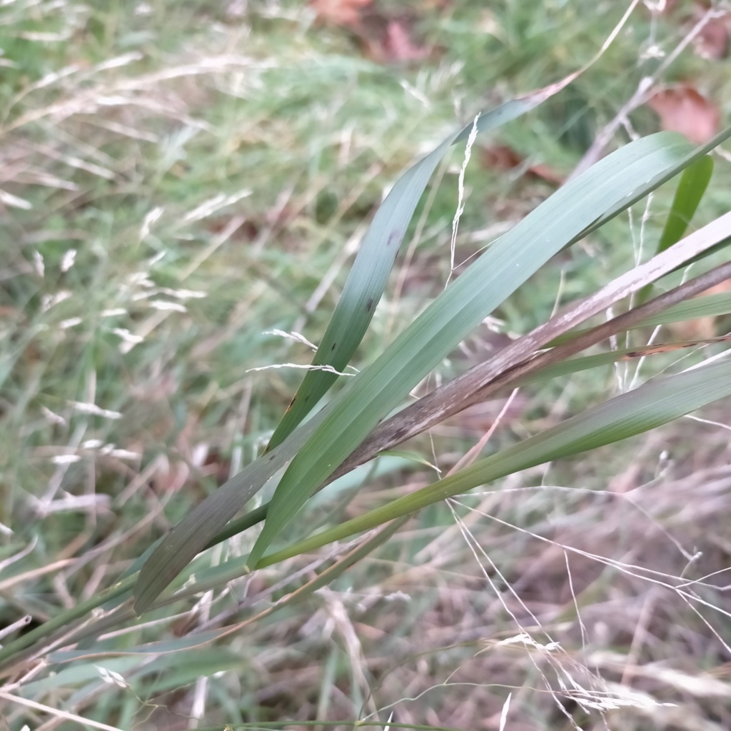 Herbácea en Valmaseda, Vizcaya, España, el 25/01/2023. 32691610