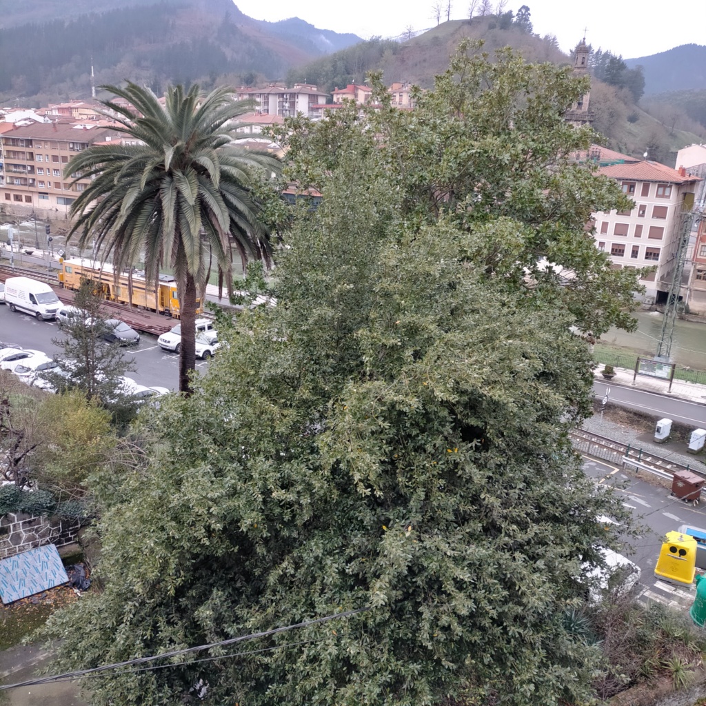 Antigua estación de Valmaseda/ Árboles cultivados por los ferroviarios. Img20224