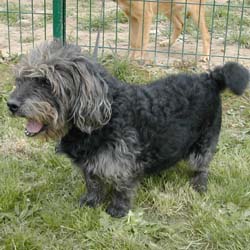 Nouky  crois caniche mle de 8 ans (Dpt 44) 291_no12