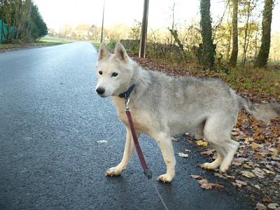 PRINCE   Husky    17 ans    (04) DECEDE 01_pri10