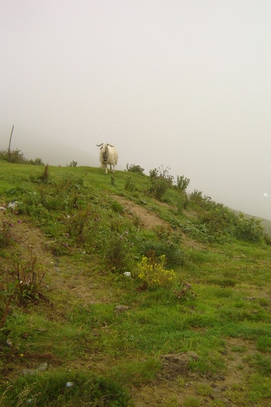 Puka et Chadka dans les Pyrénées 04_col10