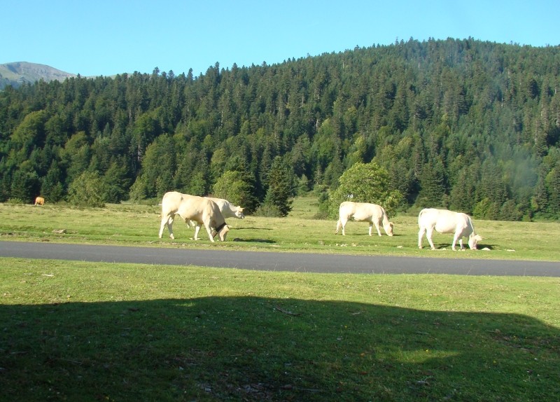 Puka et Chadka dans les Pyrénées 42_vac10