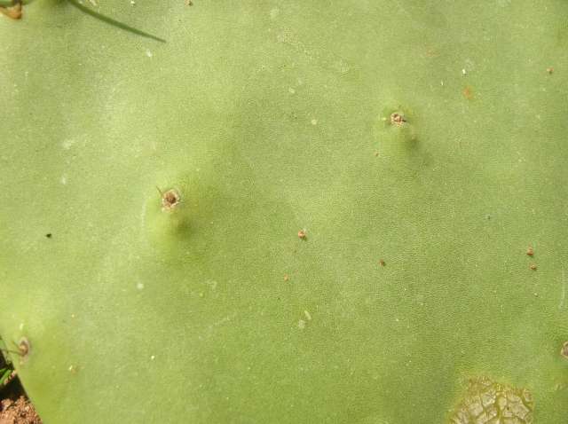 Opuntia engelmannii (tardospina) forme inerme Bouture Dscn7711