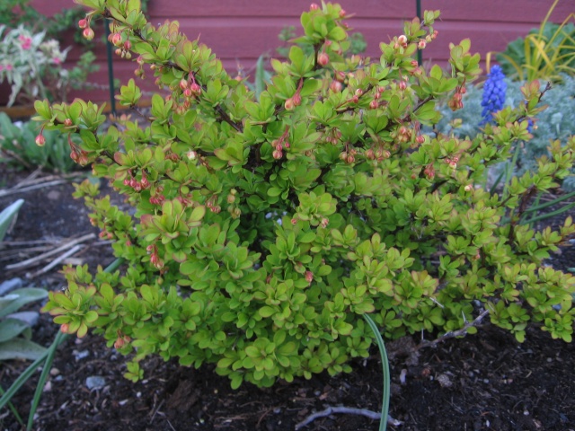 Berberis thubergii - Épine-vinette de Thunberg - Page 2 03-06-11