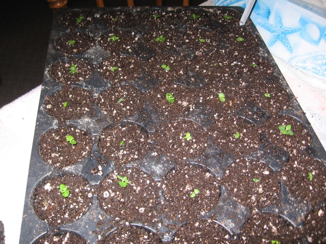 Lavandula angustifolia * 09-03-15
