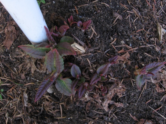 persicaria - Persicaria polymorphum - Page 3 14-05-14