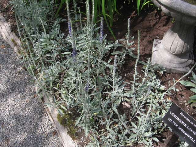 veronica  spicata subsp. incana 31_07_31