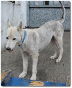 Ces malheureux chiens vivent à La Réunion  - Aidez les  2011_114