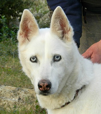 ces 5 chiens ont  besoin de vous Cali1110