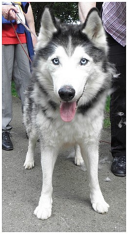 BABAR beau husky,(m) 22/05/03  gentil ok congénères chats a voir REF:54 DECEDE Foto0210