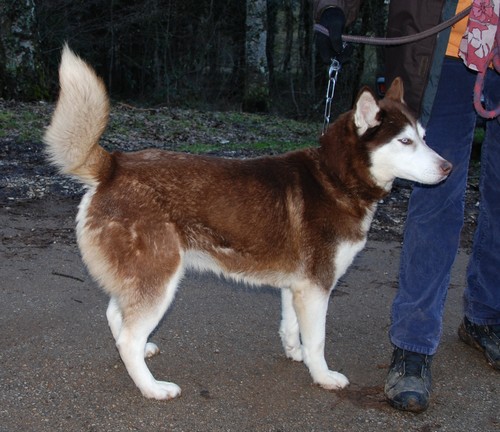 AIDEZ LES  -  TOUS CES CHIENS ONT BESOIN DE VOUS -  Husky_14