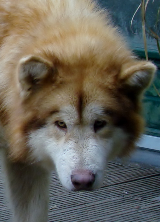 URGENT!!!! KAISER:  MALAMUTE ROUX MALE né en  2009  PAR:59 ADOPTE Kaiser12