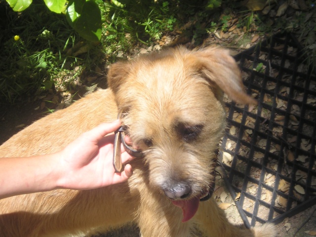 Urgent - TOPAZE - griffon - Asso Sos Decharge (Corse) Topaze11