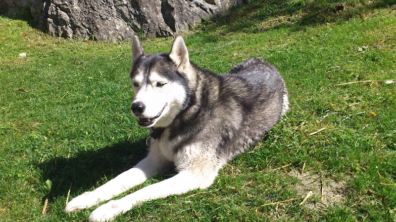 U Newtes Husky 8ans DECEDE U_newt10