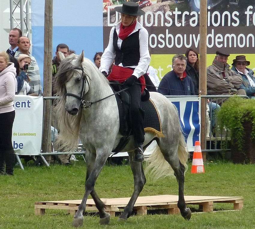 Aujourd'hui 23/7; je vais à la foire de Libramont 04410