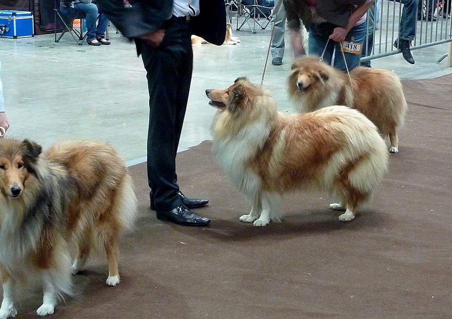 Samedi 5 nov 11: Luxembourg (avec reportage photos:colleys/shelties.) 26011