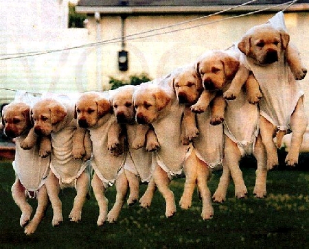 comment photographier ensemble 8 chiots Animau10