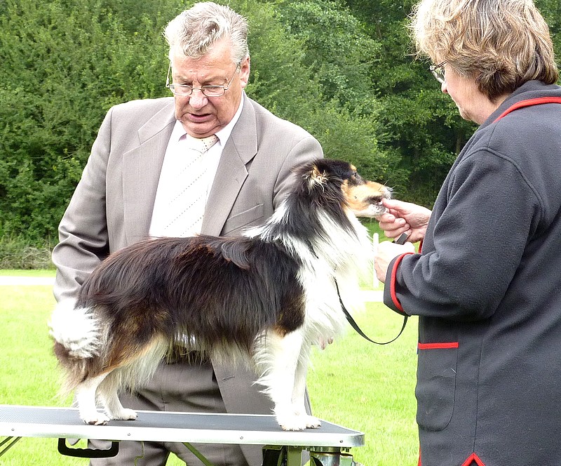 Expo avec CAC par le BSSC (club FCI belge des shets) à gerpinnes le 07/08/2011  + toutes les PHOTOS. Loverv29