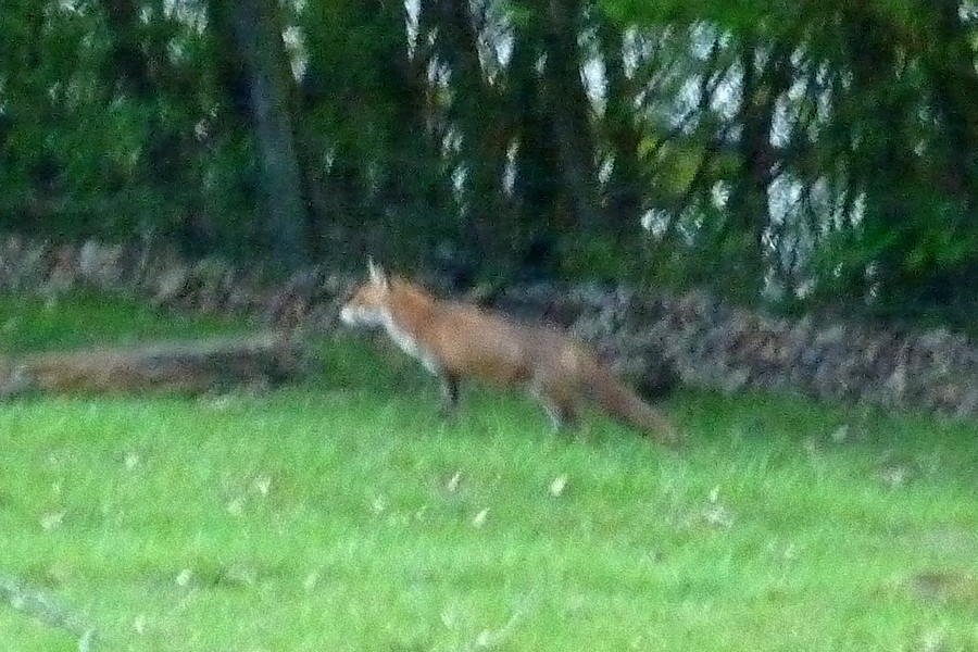 2012. dans ma prairie. mouotns oiseaux renards - Page 2 Renard11