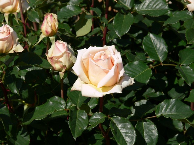 quelques roses de mon jardin.... P1060414