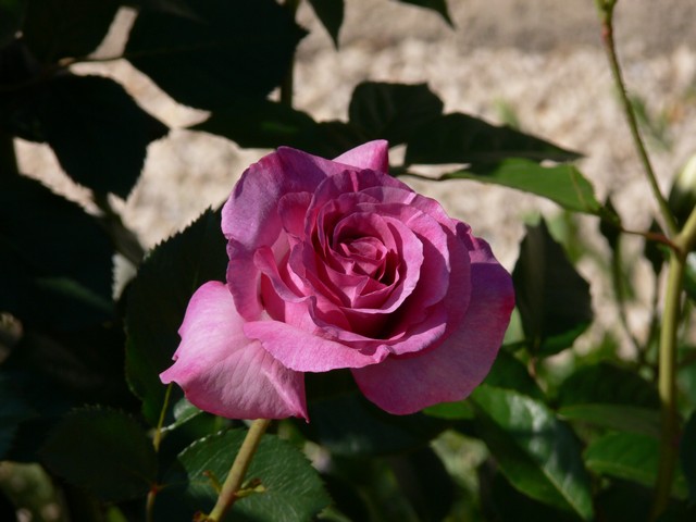 quelques roses de mon jardin.... P1060415