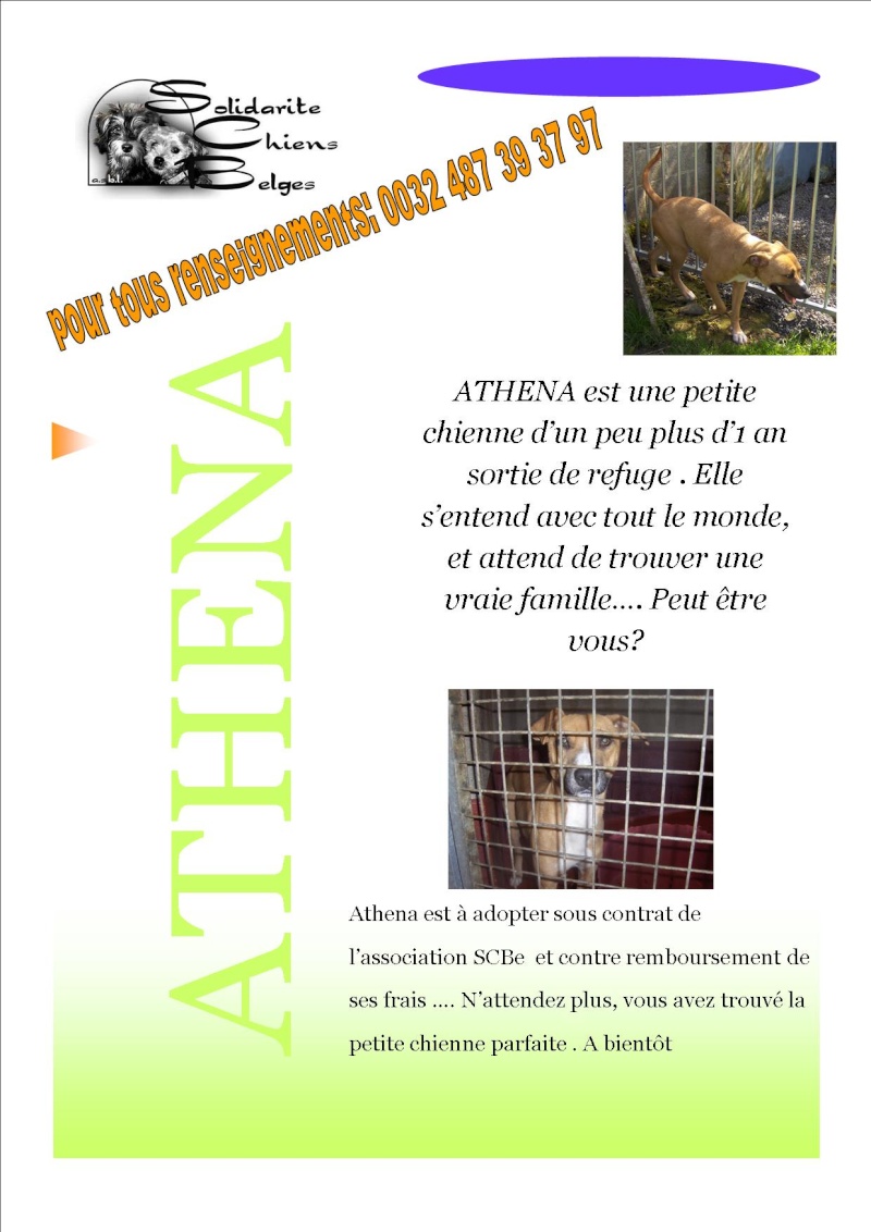 Athna x amstaff 1 an et demi (Belgique) Athena10