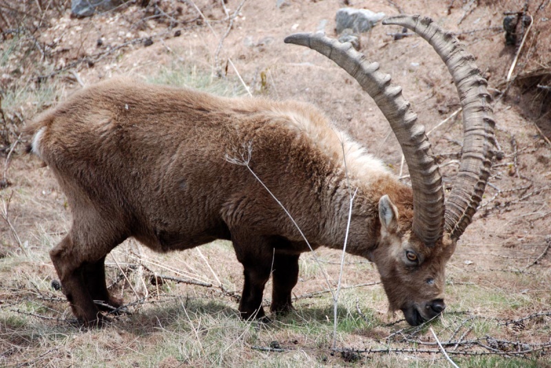 Animaux des montagnes 410