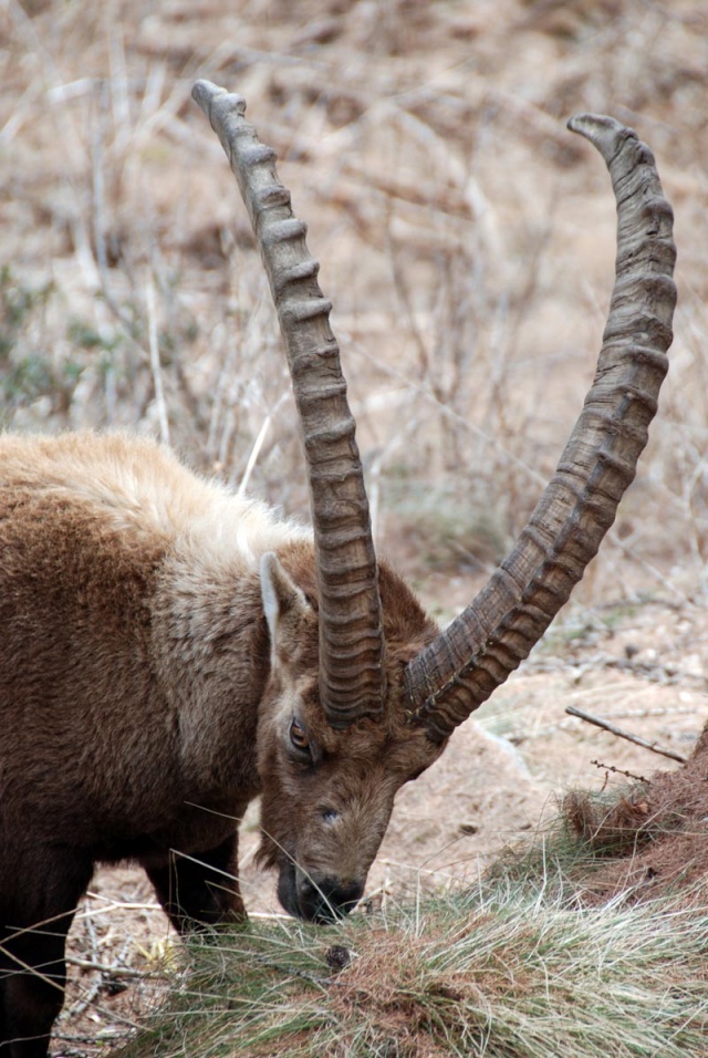 Animaux des montagnes 511