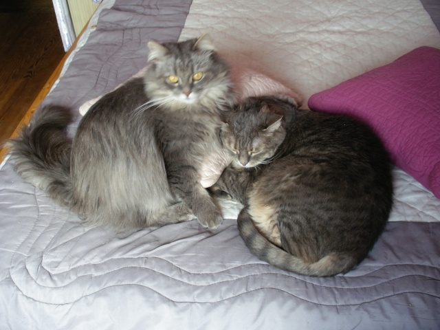 Frasques, fantaisie, fraternité: Mitia et Vania... Imgp7548