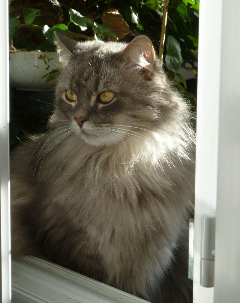 Duo de chats jardiniers! - Page 18 P1060346