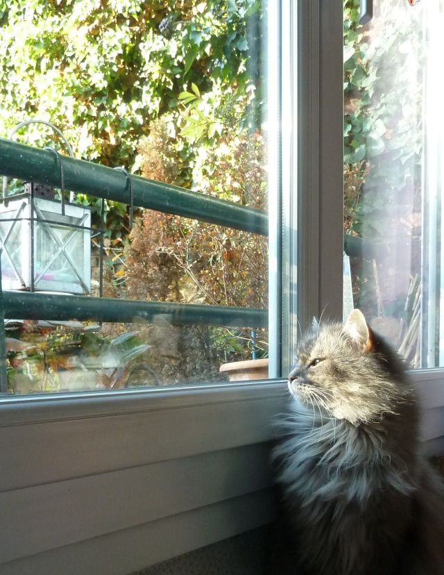 Duo de chats jardiniers! - Page 19 P1060523