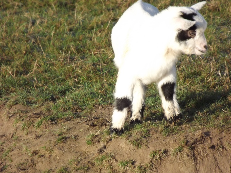 les bébés Chevre20