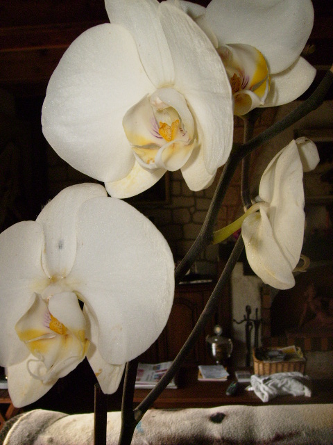mes orchides Orchid12