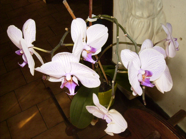 mes orchides Orchid13