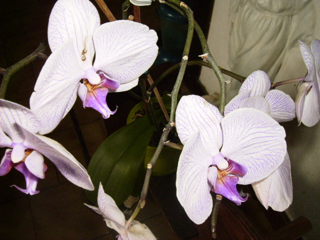 mes orchides Orchid14