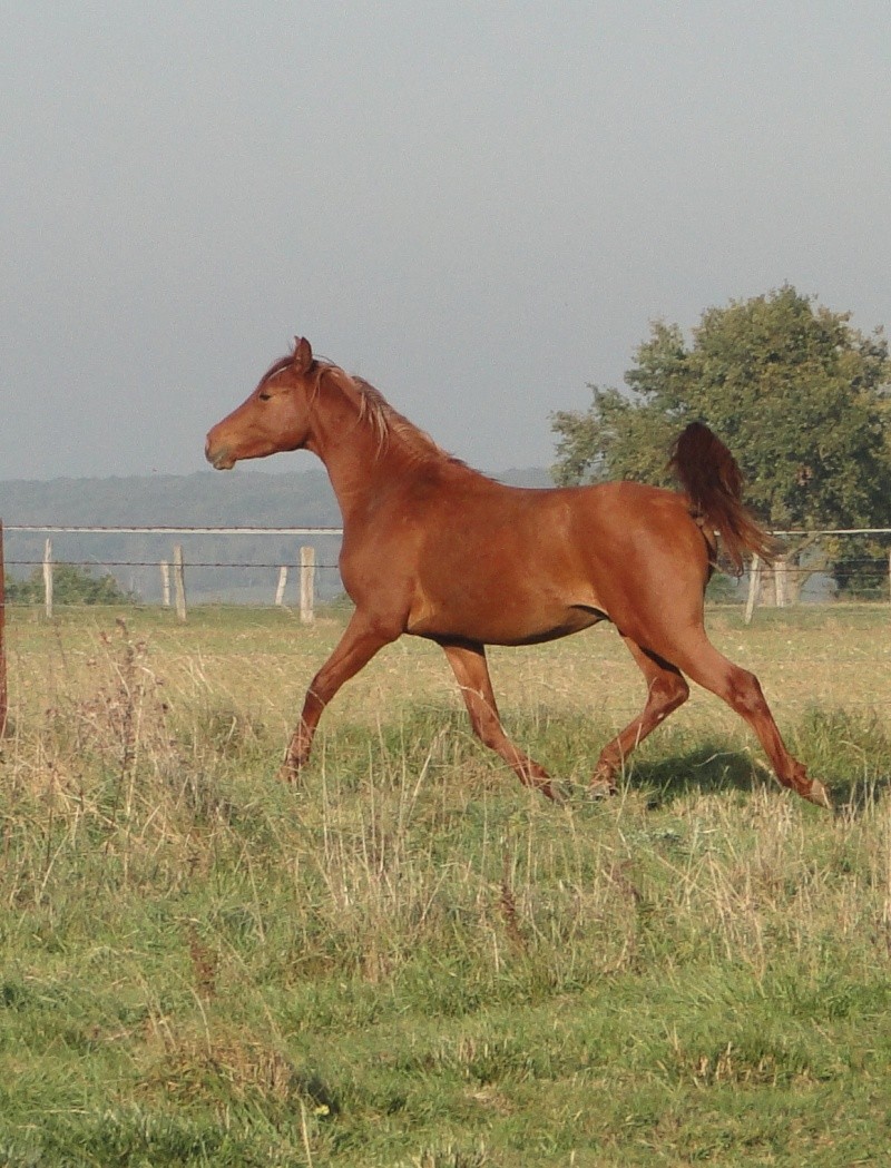 VADYAM EL NEFOUS Hongre arabe 3 ans Dsc06610