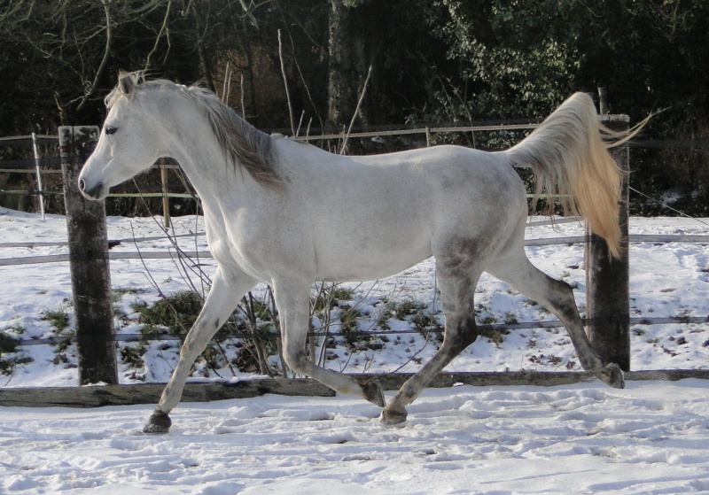 QUERSIAM EL NEFOUS etalon arabe saillie 2013 Dsc08511