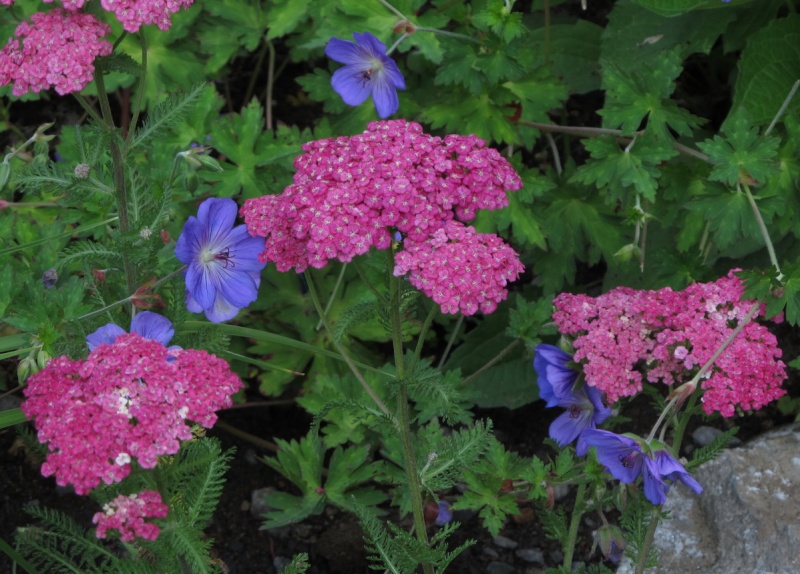 Achillea Saucy Séduction Img_1411