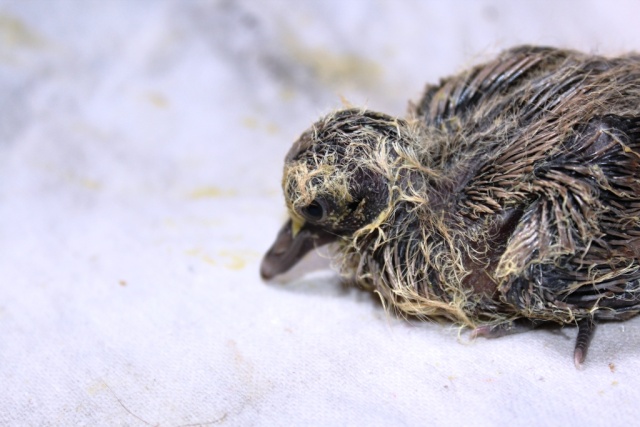 - Sauvetage et nourrissage de tourterelles tombées du nid (photos). Ying_214