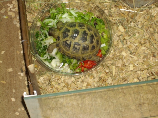 mes tortues des steppes elvis et priscila Imgp0210