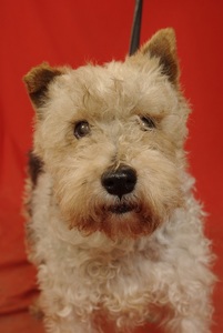 CANDY - fox  terrier 12 ans - Spa d'Hermeray (78) Anm_p513